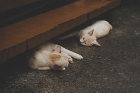 domestic Cats on floor