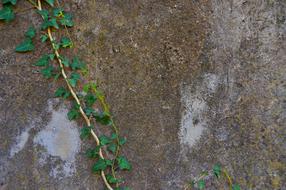 Close-up of the old, colorful wall with the beautiful, green ivy plant