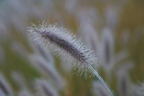 fuzzy plant in the field