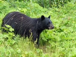 Black Bear Mammal in wildlife