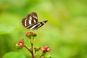 Butterfly Morning Green