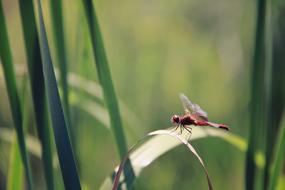 Insect Green Leaves