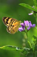 Butterfly Nature