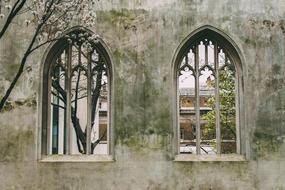 Windows Old Trees