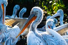 Bird Feather Nature