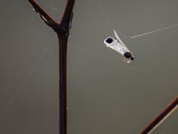 Insect Macro Close Up