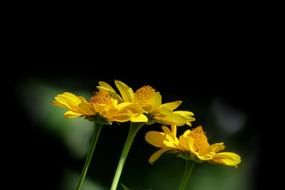 close up of yellow flowers