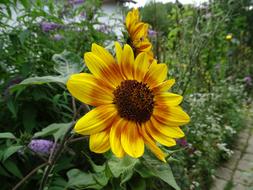 Sunflower Summer Garden