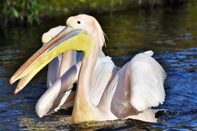 Pelikan Water Bird Pink Pelican
