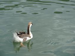 Waters Bird Lake