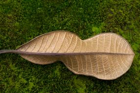 autumn leaf in a green meadow