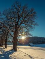 Tree Nature Landscape