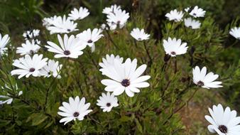 Flower Flora Nature