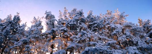 Snow Winter Nature