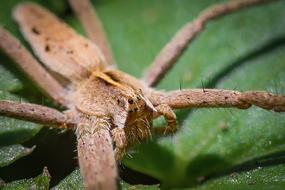 close-up, brown spider on a green leaf