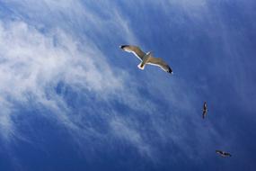 Blue Sky Cloud