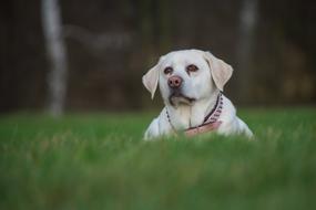 Dog Cute Grass