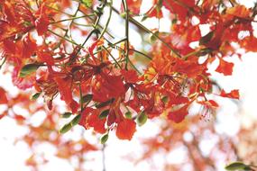 fall leaves flowers are beautiful