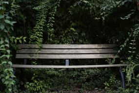 bench in green trees