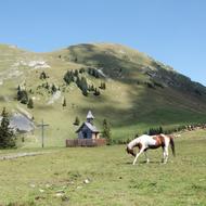 animal in a green field