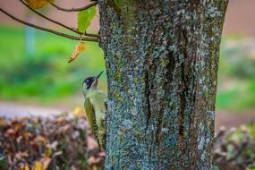 Green Woodpecker Picus Viridis