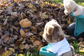 soft toys on Leaves Autumn Fall Foliage