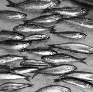 small fish catch