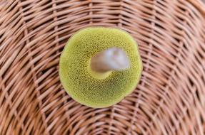 green mushroom in a basket