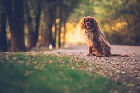 Brown Hair Dog