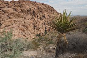 palm tree near the rock
