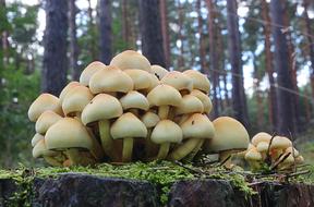 Forest Mushrooms Nature Poisonous