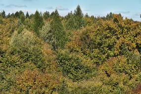 trees in the forest top view