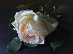 dried rose on the table