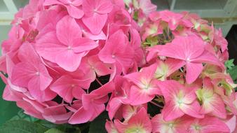 gorgeous lovely flower pink