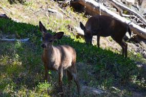 Deer Animal Wildlife