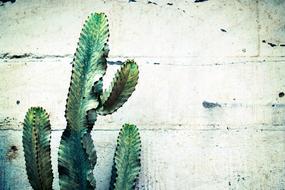 cactus on white background