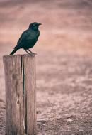 Black Bird Animal