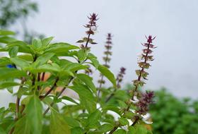 green herbs in the garden
