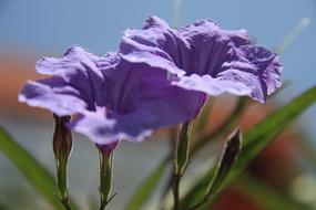 purple flowers two