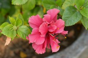 chinese pink rose