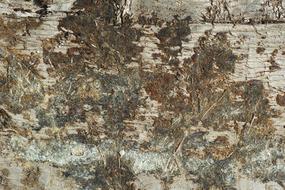 Wood-Fibre Boards Texture Nature