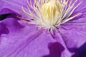 purple bud closeup