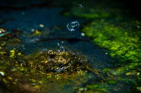 raindrop falls into the lake