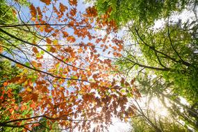 fall in spring