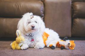 White Puppy Dog