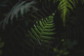 leaf green in the night sun