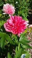 pink beautiful flower in the garden