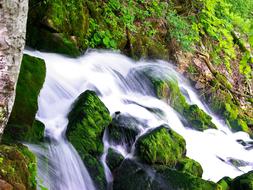waterfall on the background of trees
