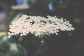 bouquet of white flowers