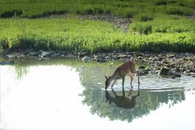 Deer Animal Wildlife